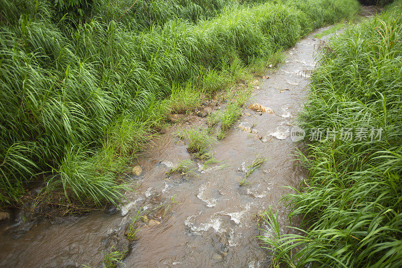 泰国清迈Pa Pong Piang山山谷乡村地区的水稻梯田。